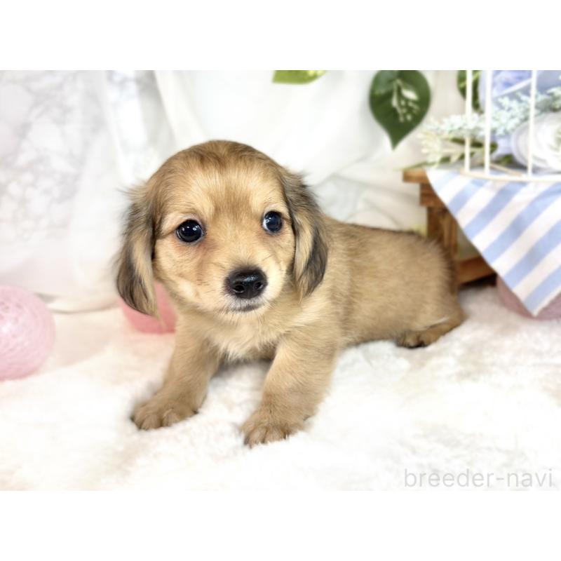 成約済の滋賀県のチワックス:チワワ×ミニチュアダックスフンド-413323の3枚目